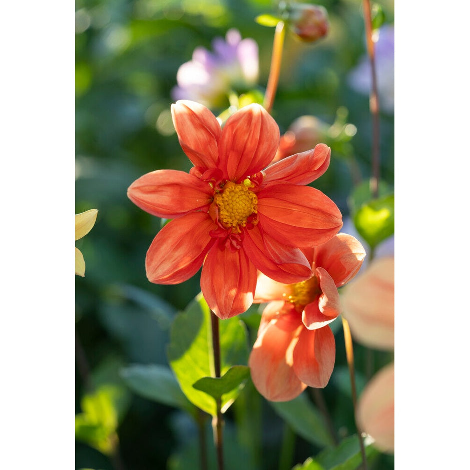 Dahlia Special G.F Hemerick 1-pack